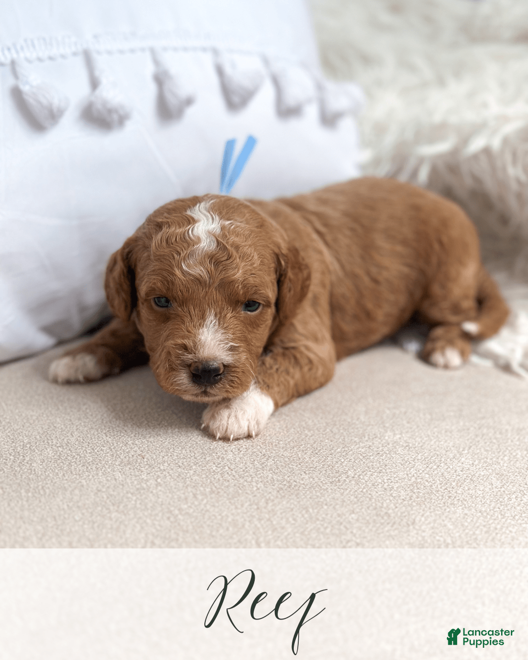 Mini Goldendoodle dogs for sale: Reef - Image 7