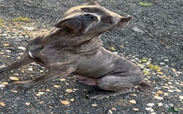 Cane Corso dogs for sale: Deacon - Image 9
