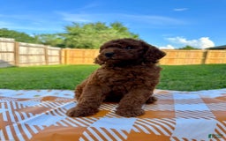 Mini Goldendoodle dogs for sale: Cooper - Image 4
