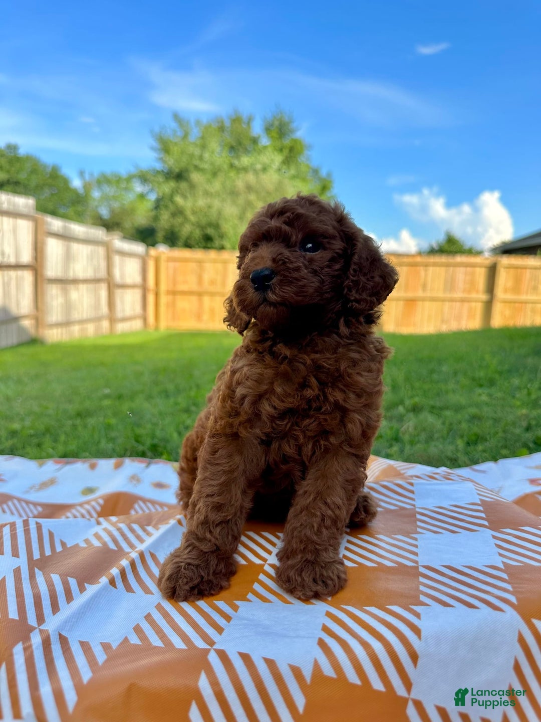 Mini Goldendoodle dogs for sale: Cooper - Image 4