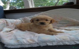 Golden Retriever dogs for sale: Truffle - Image 26