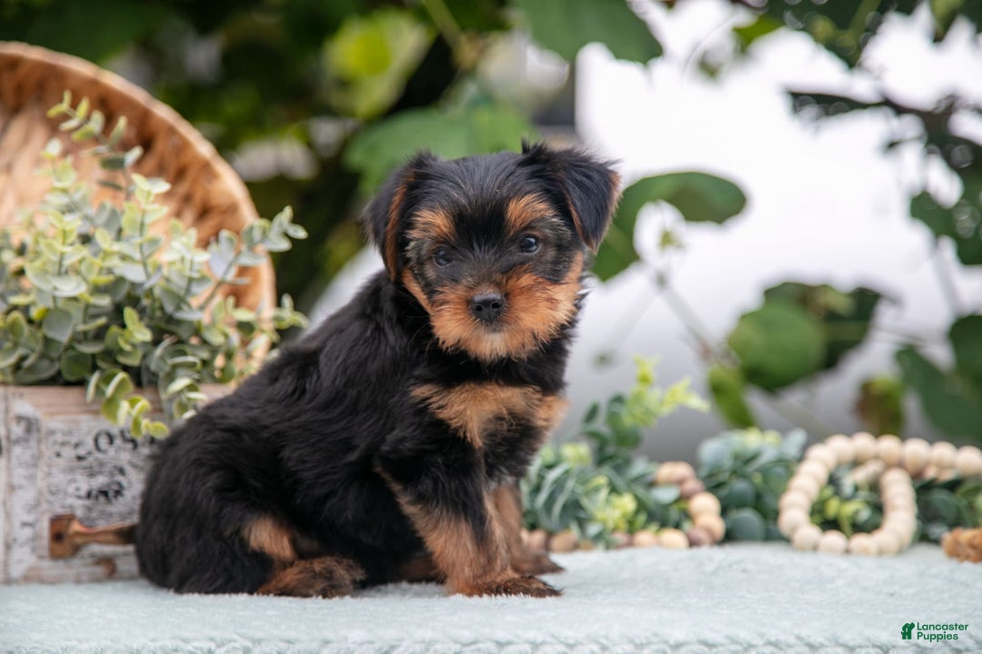 Shorkie dogs for sale: Hiccup - Image 4