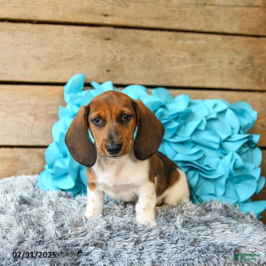 Dachshund dogs for sale: Cream Puff - Image 5