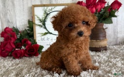 Toy Poodle dogs for sale: Ivy - Image 1