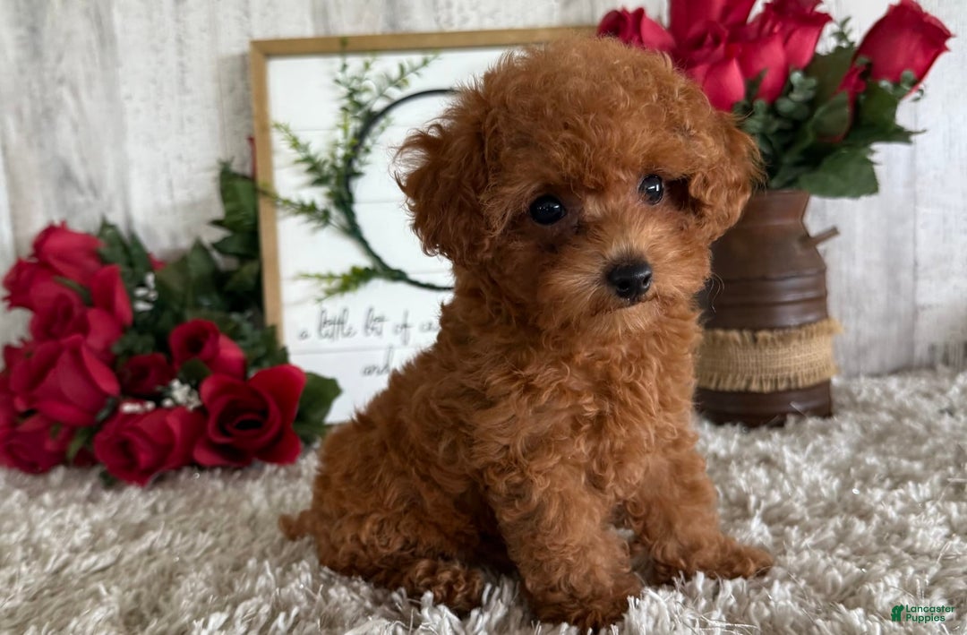 Toy Poodle dogs for sale: Ivy - Image 1
