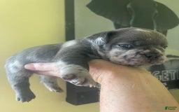 French Bulldog dogs for sale: Luna - Image 2