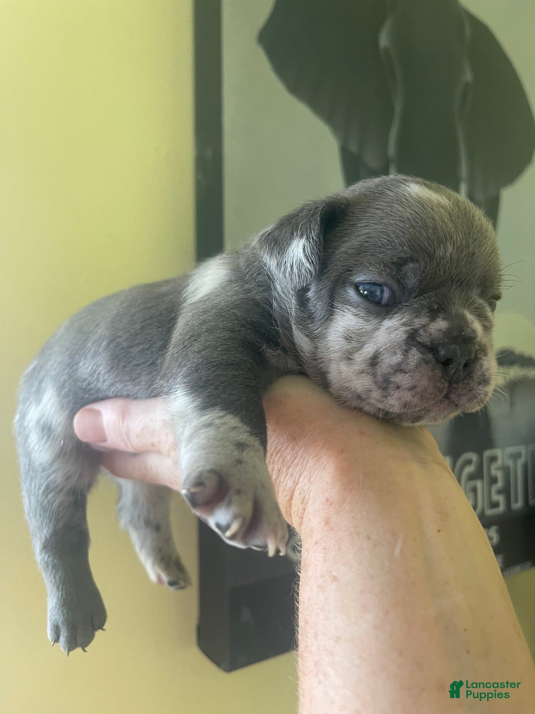 French Bulldog dogs for sale: Luna - Image 2