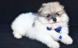 Pomeranian dogs for sale: Teddy - Image 7
