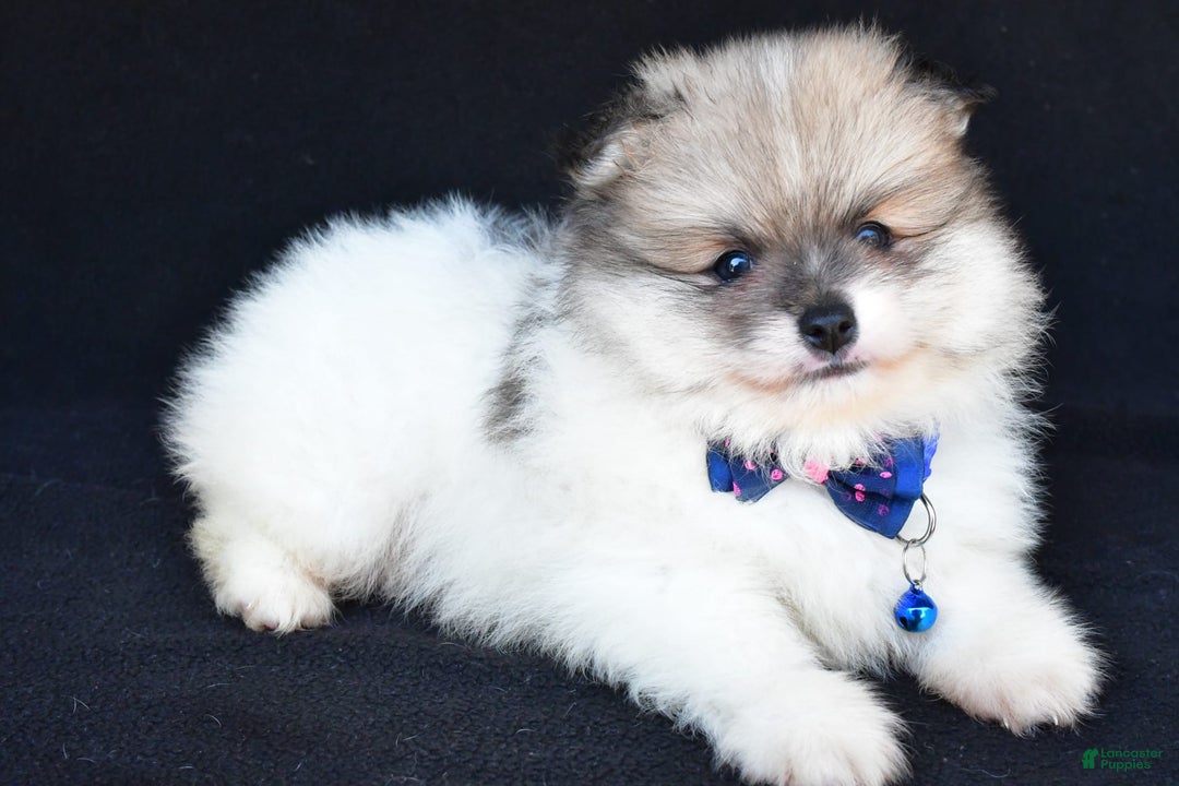 Pomeranian dogs for sale: Teddy - Image 7