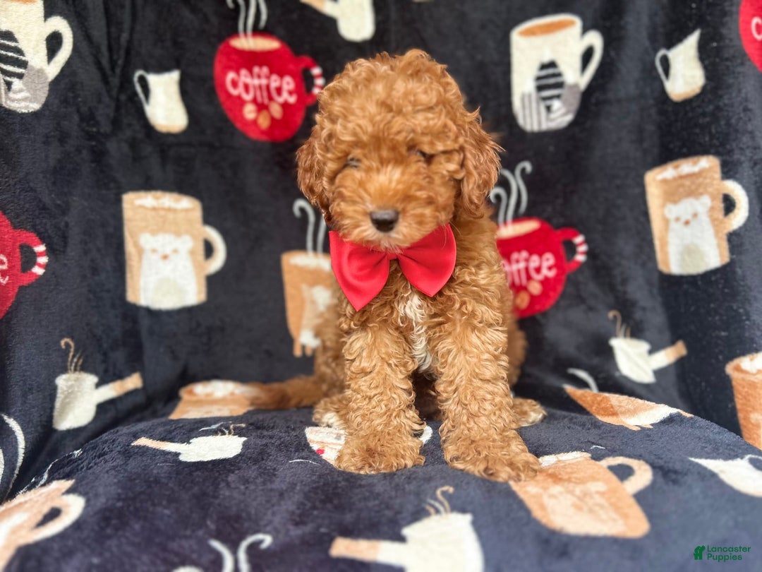 Cavapoo dogs for sale: Mickey - Image 4