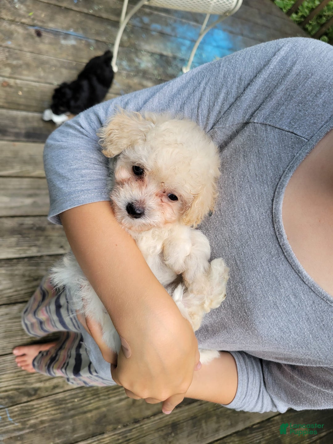 Bichpoo dogs for sale: Tatiana - Image 2