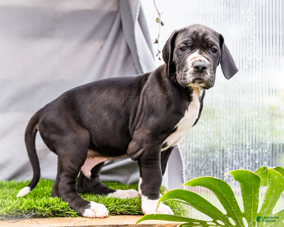 Great Dane dogs for sale: Trever - Image 7
