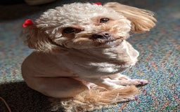 Shihpoo dogs for sale: Thing 2 - Image 2