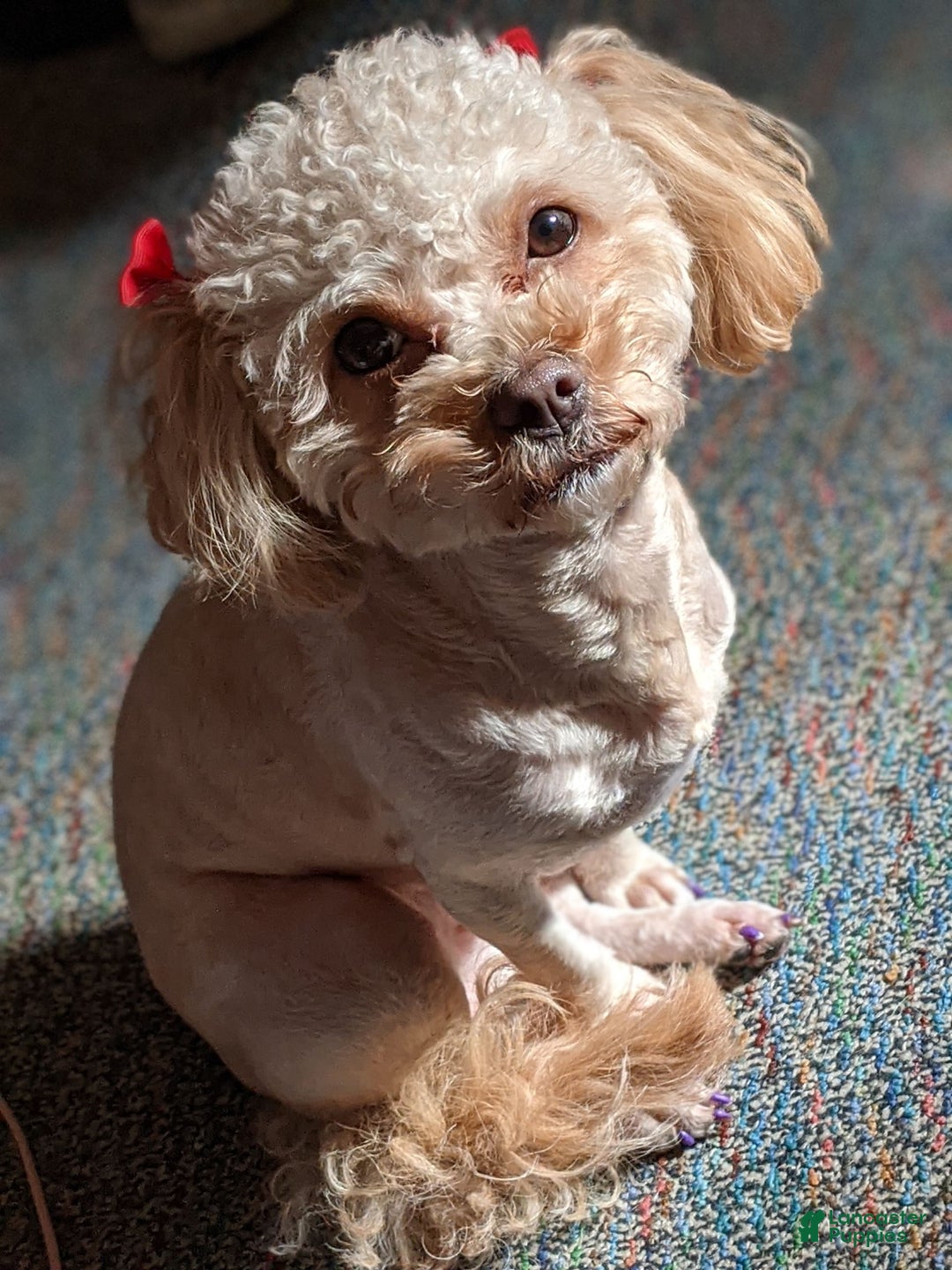 Shihpoo dogs for sale: Thing 2 - Image 2