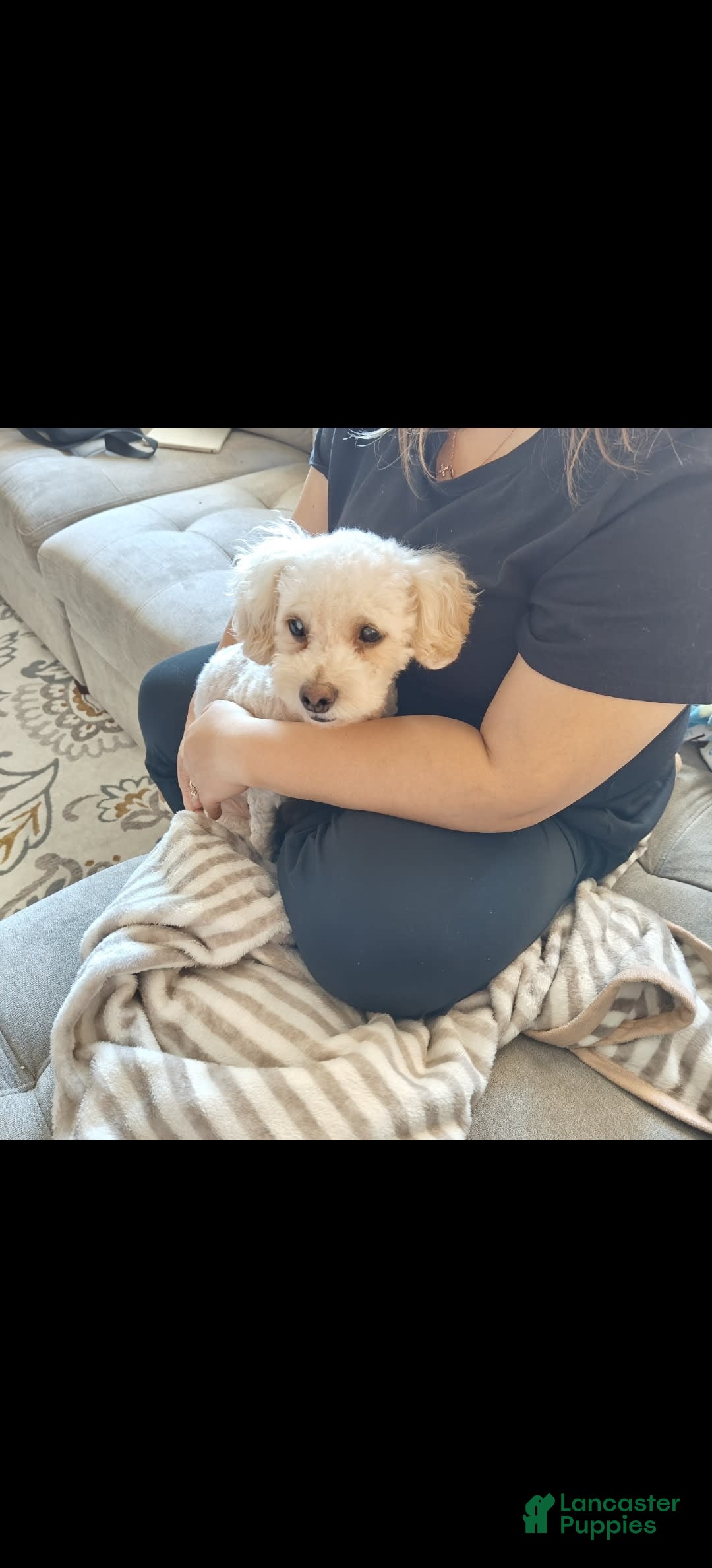 Miniature Poodle dogs for sale: Green - Image 7