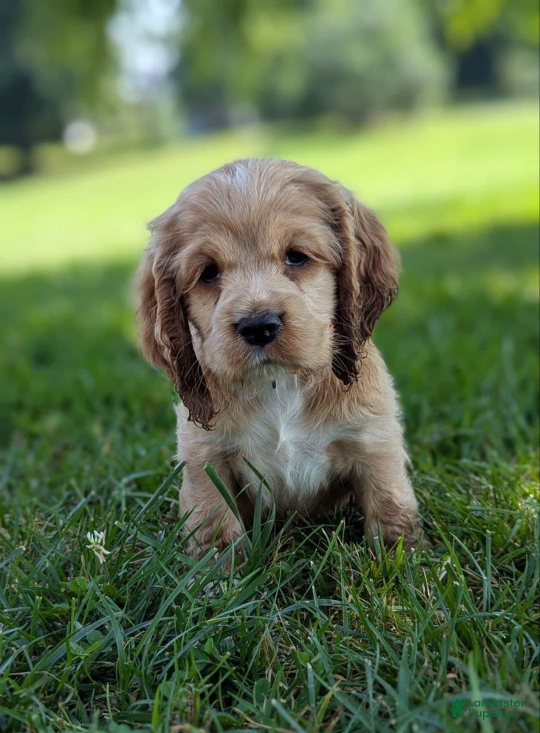 Cocker Spaniel dogs for sale: Sage - Image 4