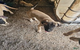 English Mastiff dogs for sale: Angel - Image 4