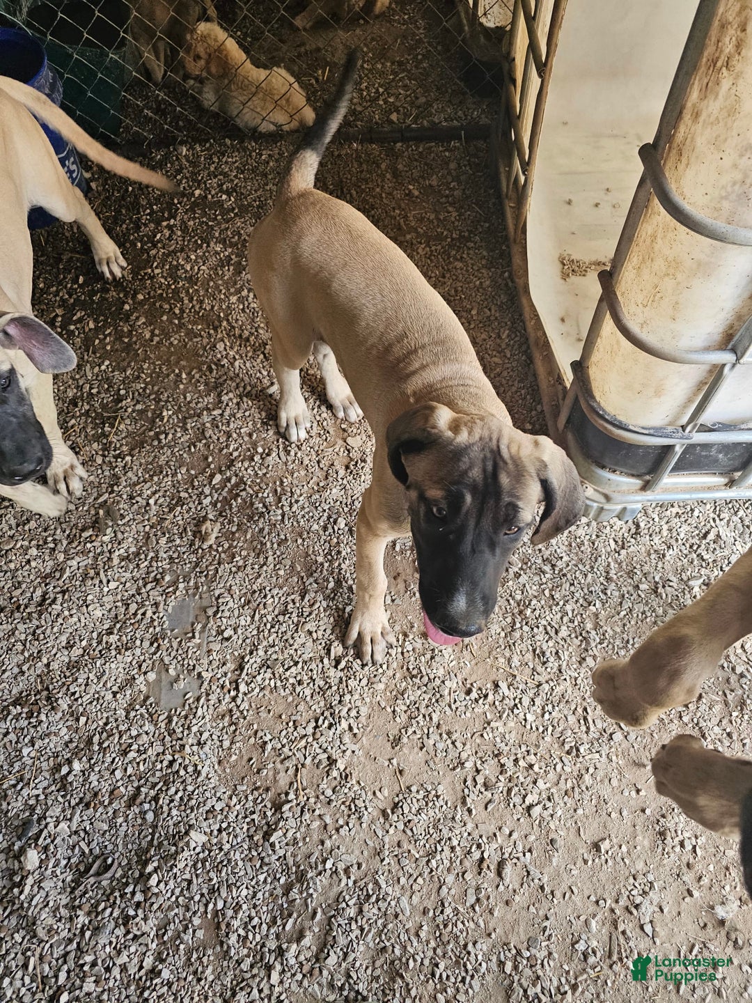 English Mastiff dogs for sale: Angel - Image 4