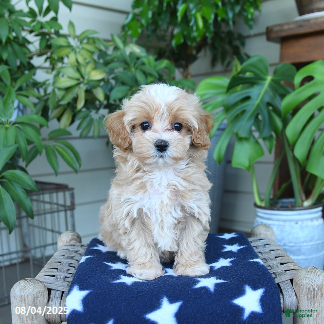Maltipoo dogs for sale: Cindy - Image 2