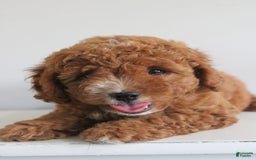 Cavapoo dogs for sale: Sterling - Image 5