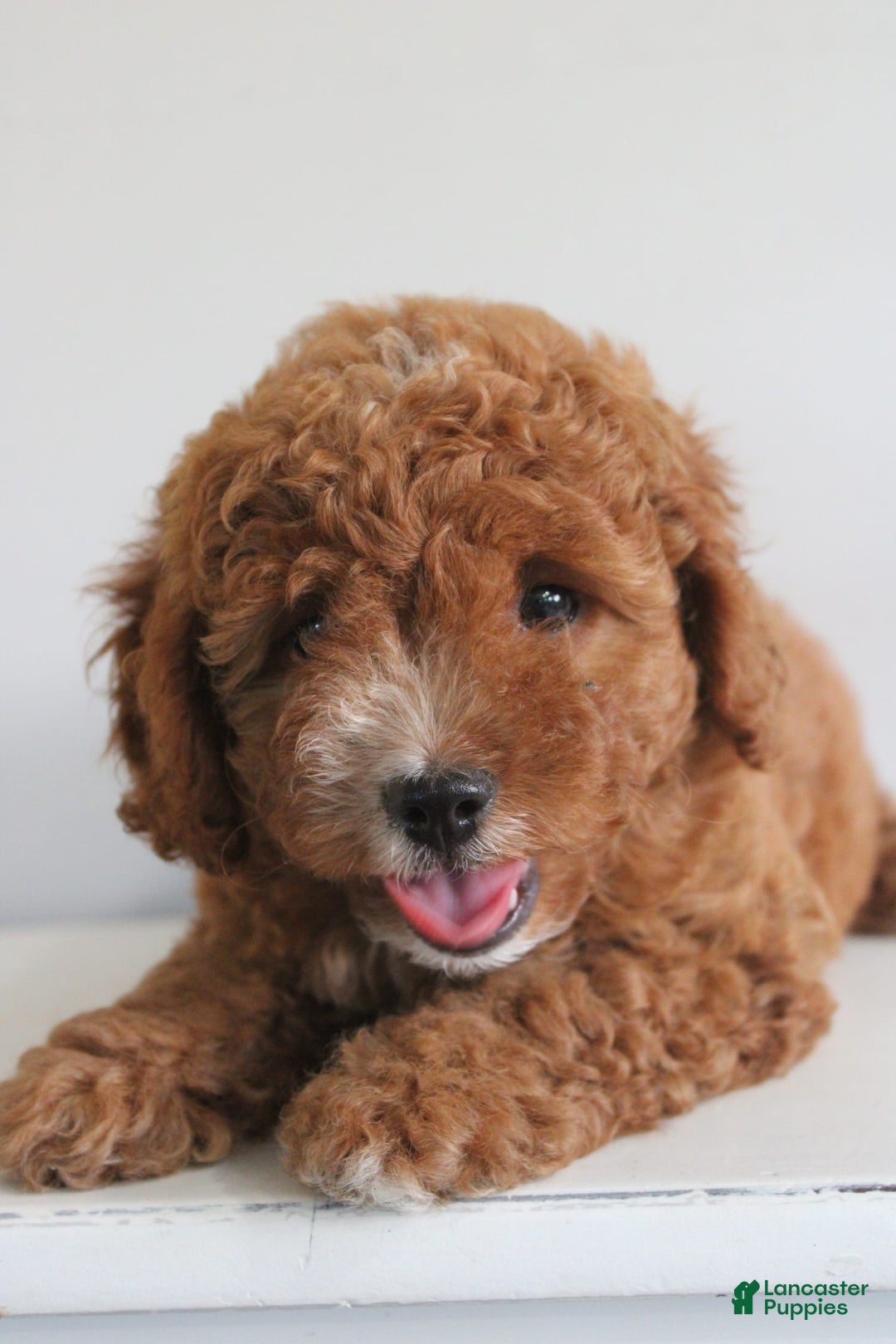 Cavapoo dogs for sale: Sterling - Image 5