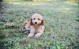 Mini Goldendoodle dogs for sale: Angie - Image 29