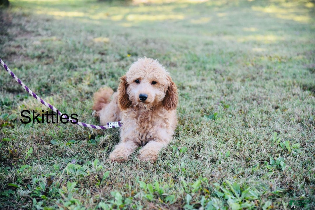 Mini Goldendoodle dogs for sale: Angie - Image 29