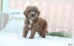 Goldendoodle dogs for sale: Kylie - Image 4