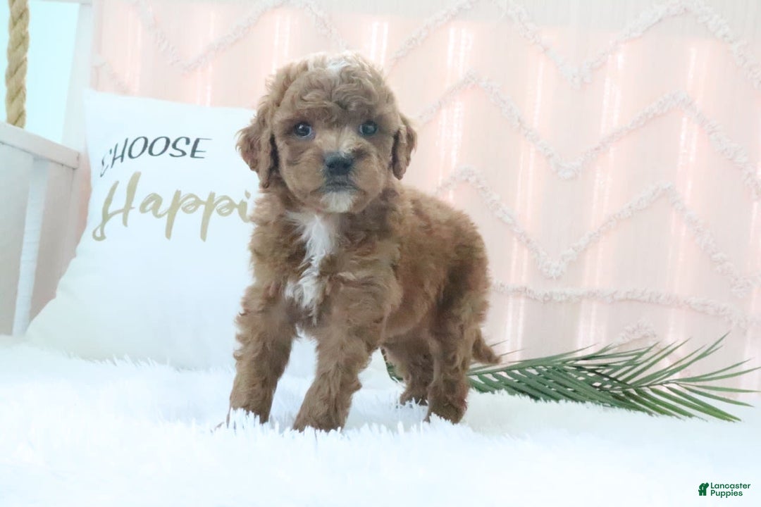 Goldendoodle dogs for sale: Kylie - Image 4