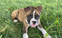 Boxer dogs for sale: Roxie - Image 10