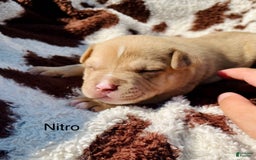American Bully dogs for sale: Nitro - Image 1