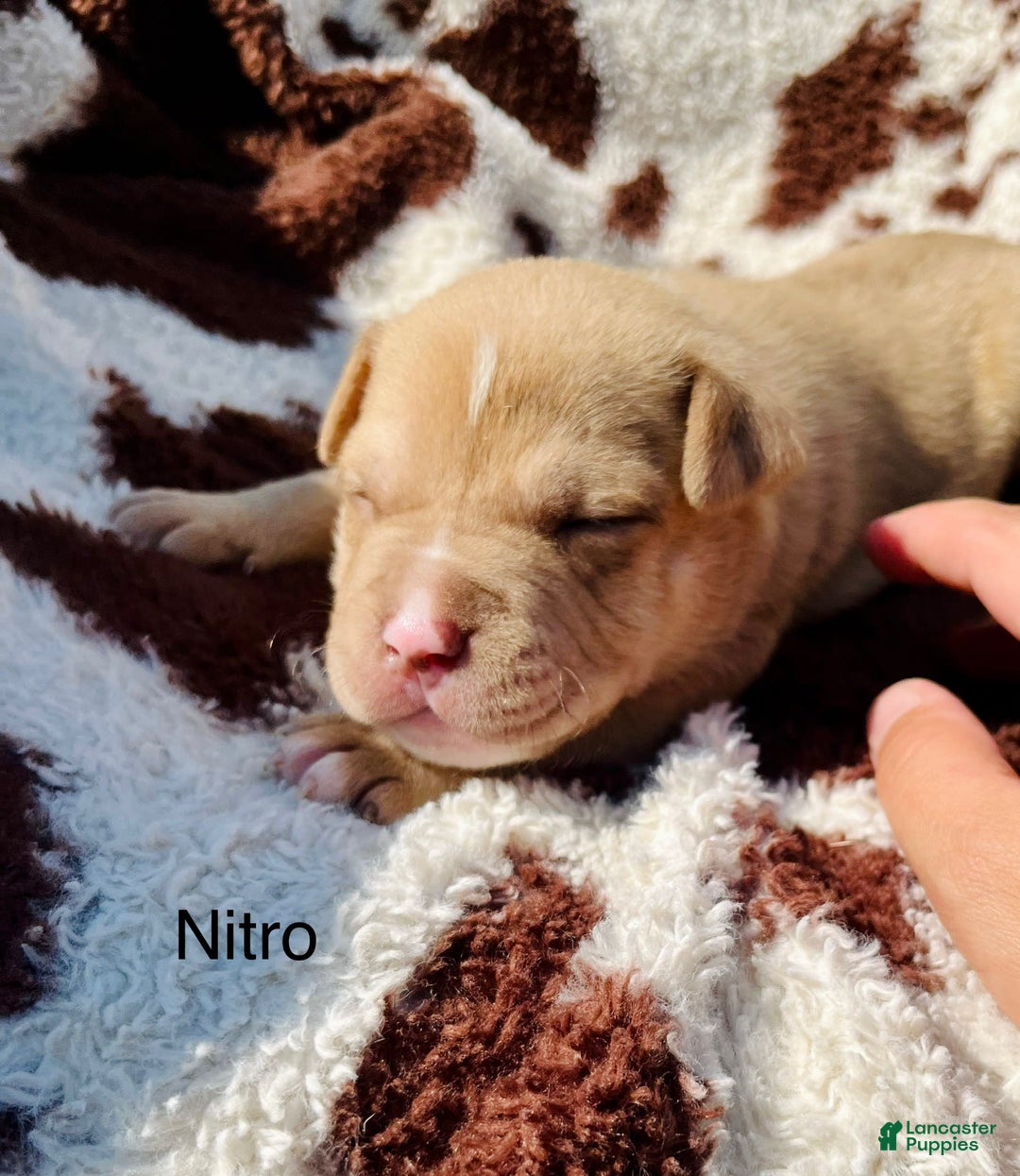 American Bully dogs for sale: Nitro - Image 1