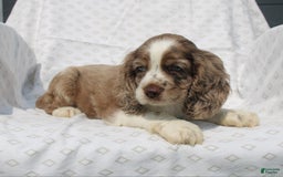 Cocker Spaniel dogs for sale: Captain - Image 1