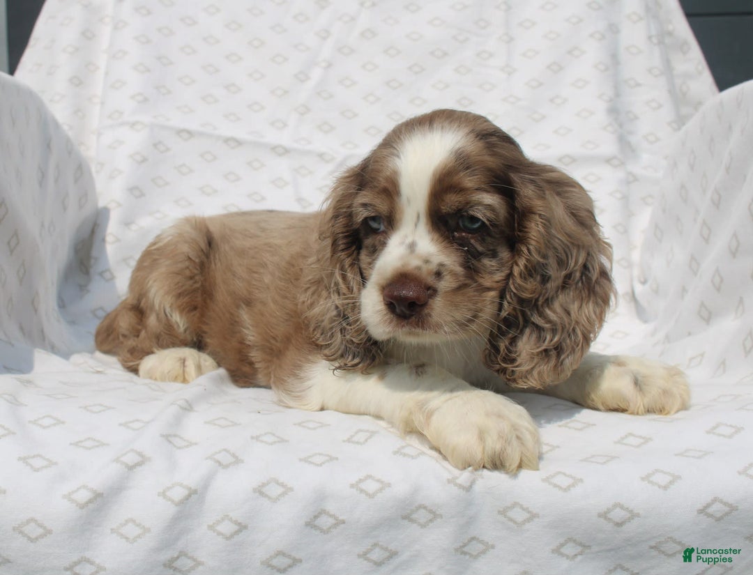 Cocker Spaniel dogs for sale: Captain - Image 1