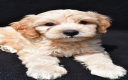 Cavapoo dogs for sale: Rex - Image 1
