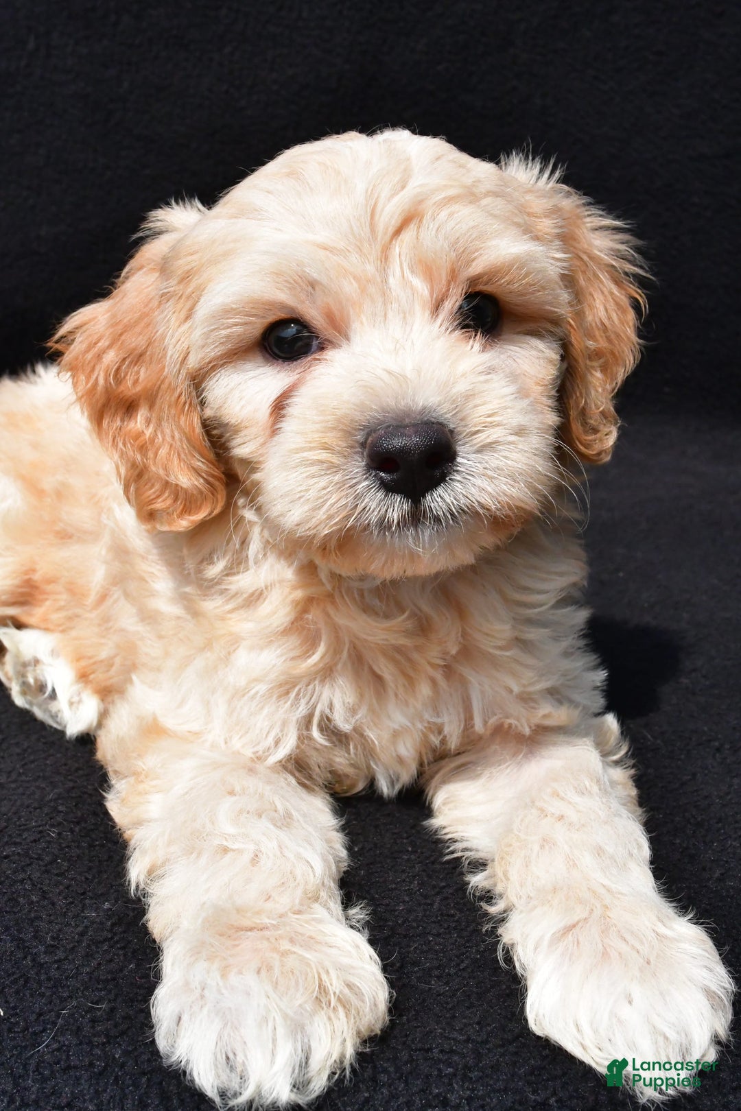 Cavapoo dogs for sale: Rex - Image 1