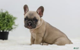 French Bulldog dogs for sale: French Bulldog 5 puppies - Image 20