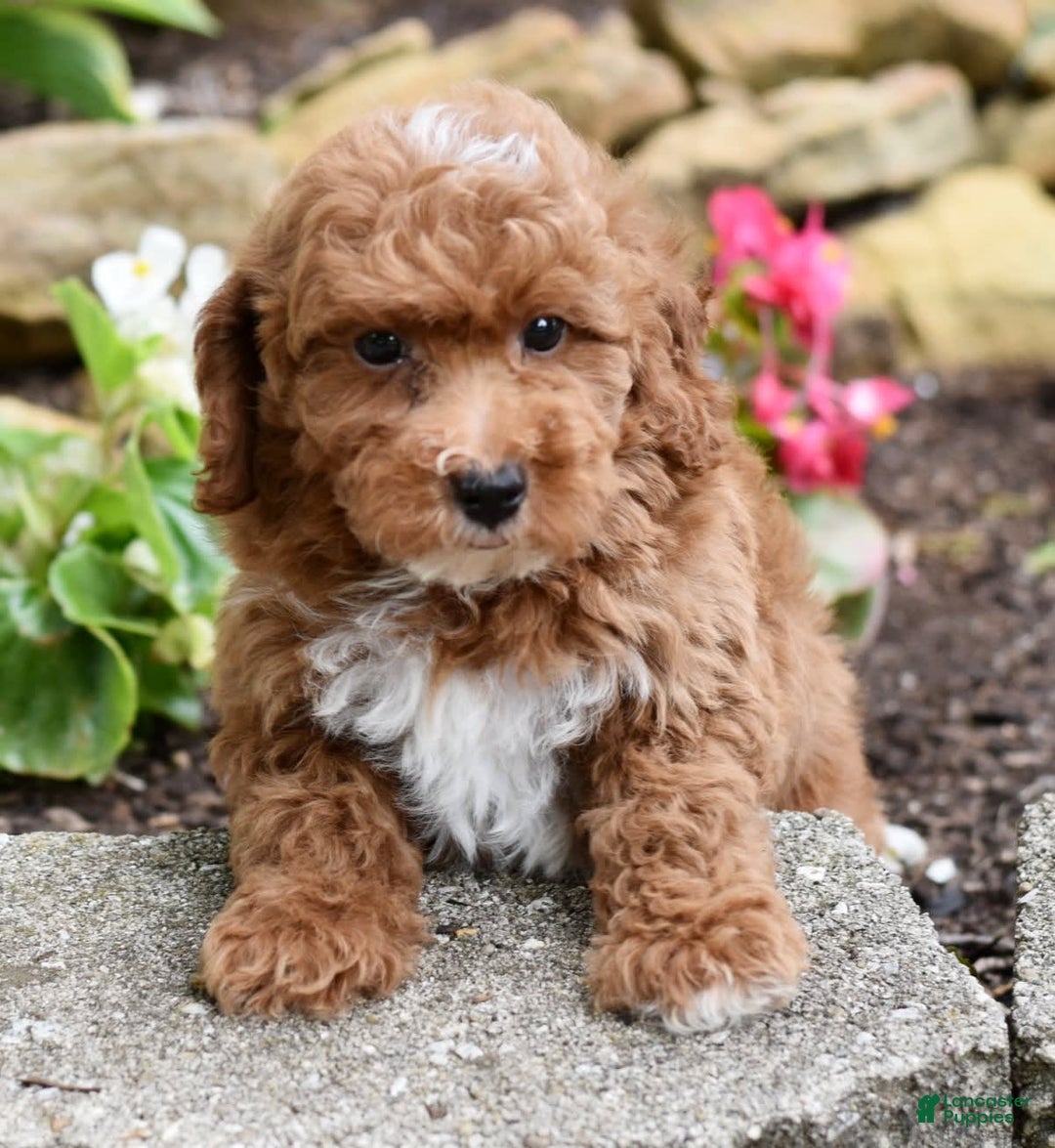 Miniature Poodle dogs for sale: Lucky - Image 2