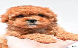 Cavapoo dogs for sale: Riley - Image 6