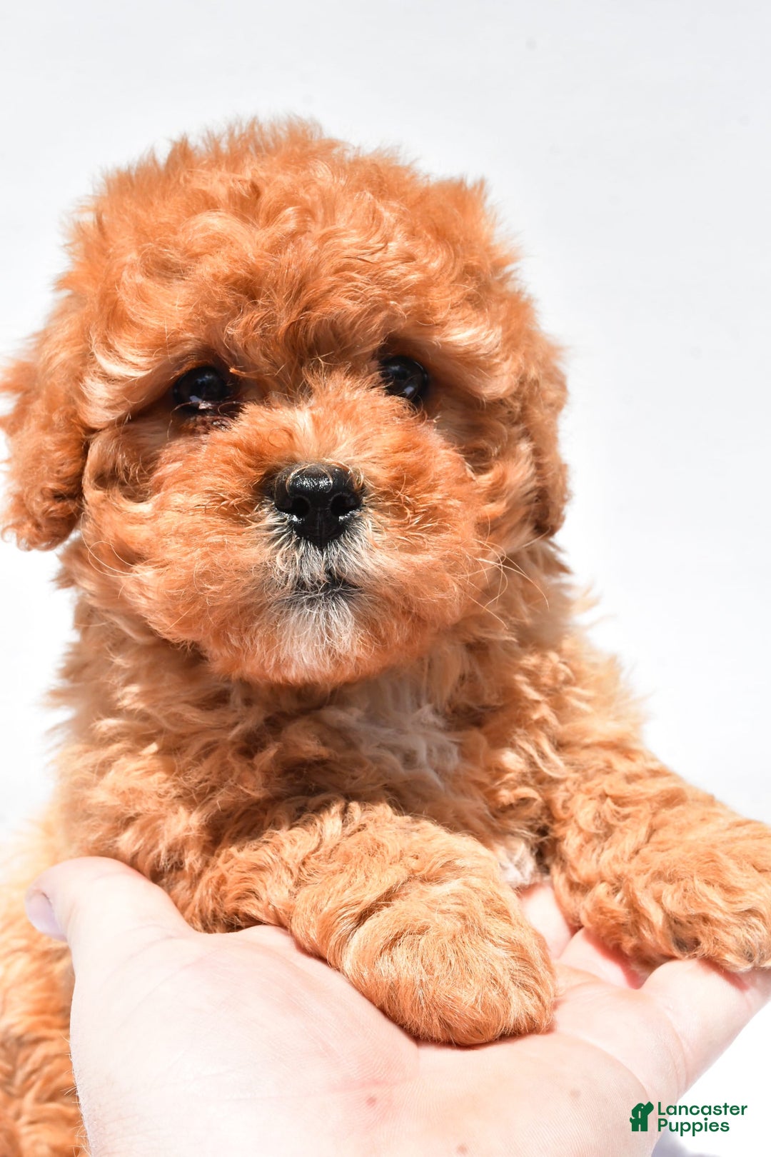 Cavapoo dogs for sale: Riley - Image 6