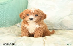 Miniature Poodle dogs for sale: Theodore - Image 1