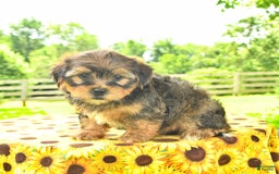 Shorkie dogs for sale: Elmer - Image 1