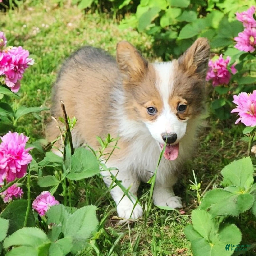 Welsh Corgi Pembroke dogs for sale: Teeka Fluffy - Image 7
