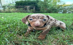 Miniature Dachshund dogs for sale: Feta - Image 3