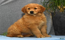Golden Retriever dogs for sale: Marla - Image 4