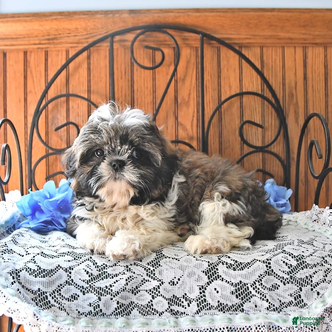 Shih Tzu dogs for sale: Charlotte - Image 11