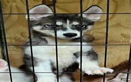 Siberian Husky dogs for sale: Shana - Image 3