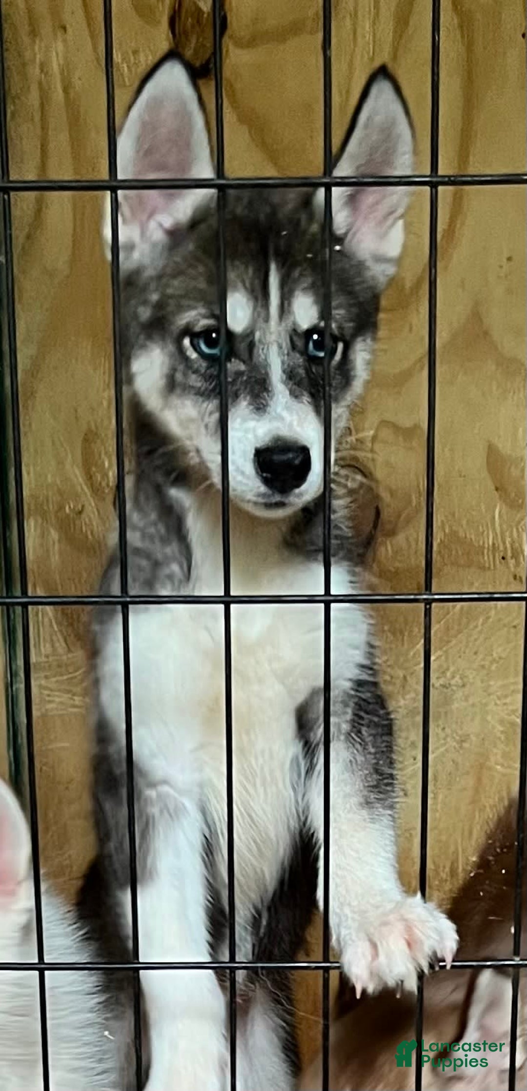 Siberian Husky dogs for sale: Shana - Image 3