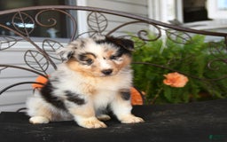 Australian Shepherd dogs for sale: Lars - Image 2