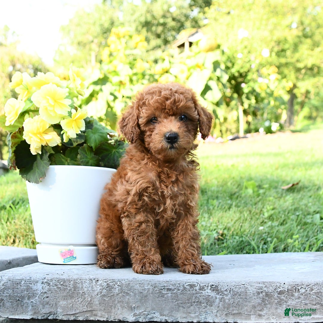 Miniature Poodle dogs for sale: Ester - Image 4